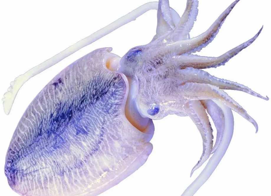 Cuttlefish: The Elusive Masters of Camouflage and Deception